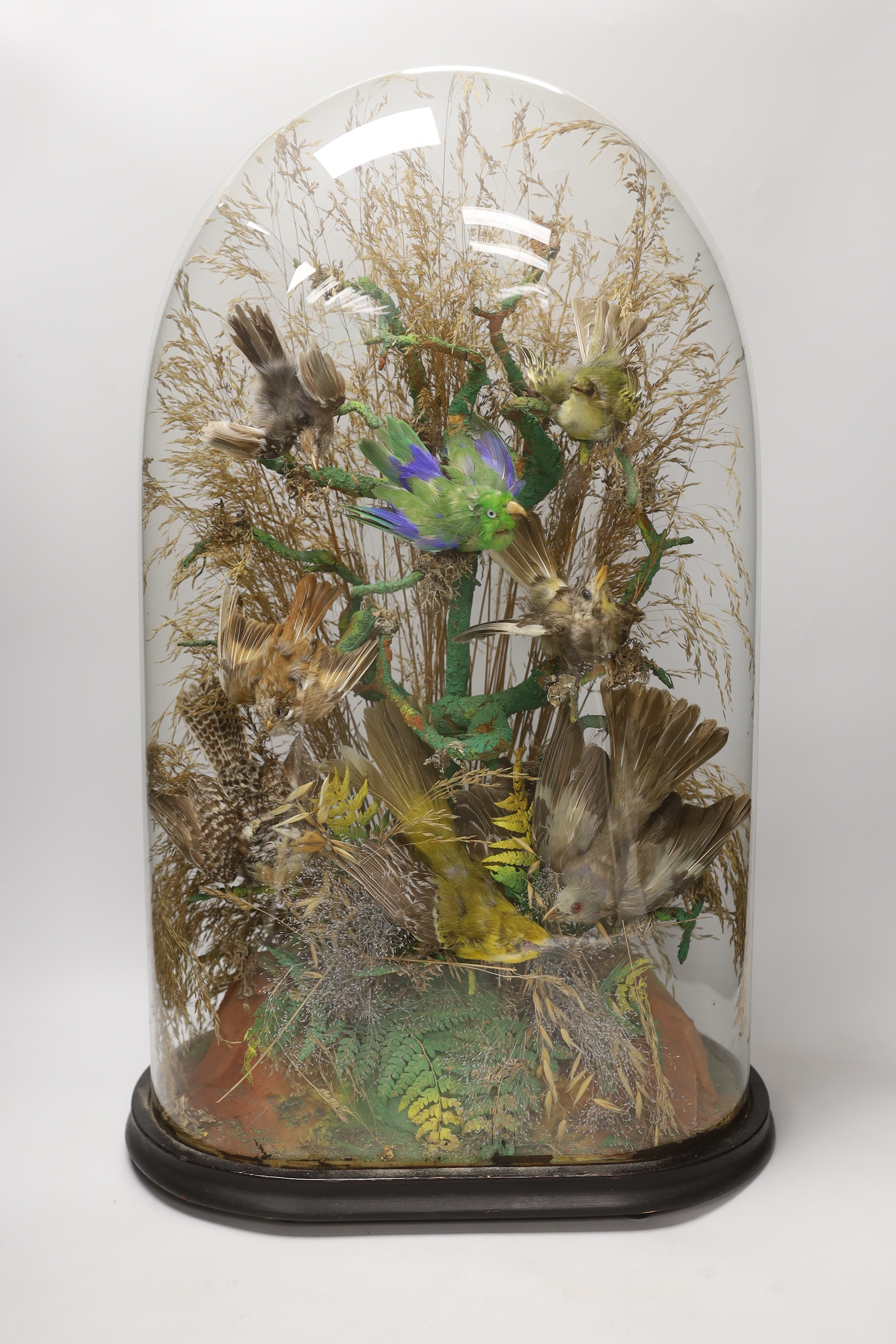 Taxidermy - A Victorian exotic bird group under a glass dome, 59cm high